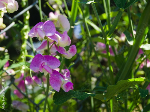 Flower of a flowering bean in the sunshine. 2.