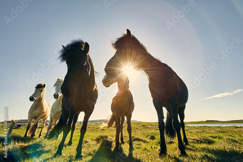 ISL - ICELANDIC HORSE