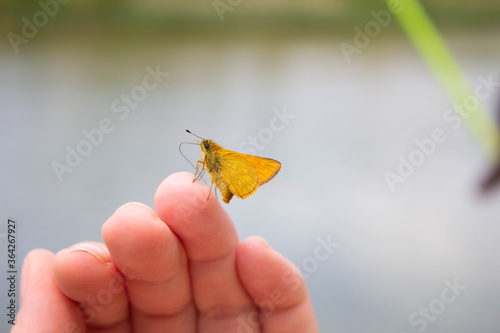 Butterfly on a female hand.