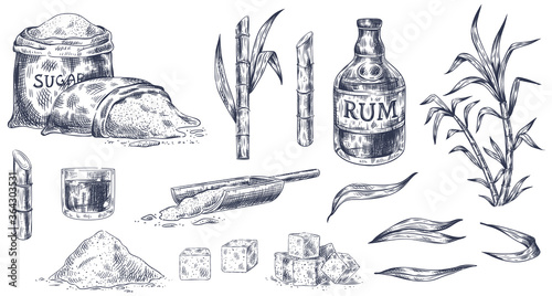 Hand drawn sugar cane. Sketch cane harvest, sugar sack and cubes, stalks sweet leaves organic plants, glass and bottle of rum vintage vector illustration. Product for alcohol drink manufacture