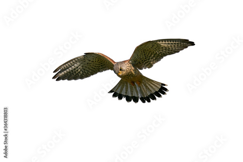 Common kestrel (Falco tinnunculus)