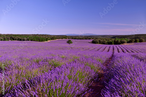 Briuhega, Spain: 07.04.2020; The landscape of beautiful extended lavender field