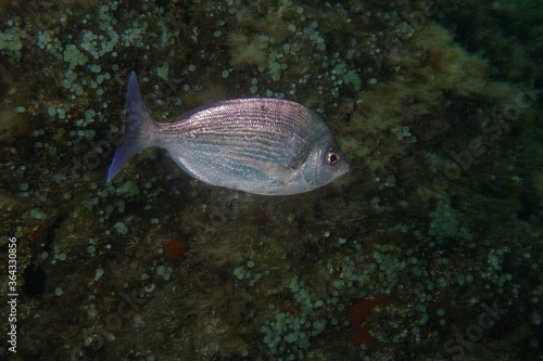 Black SeaBream (Spondyliosoma cantharus) in Mediterranean Sea