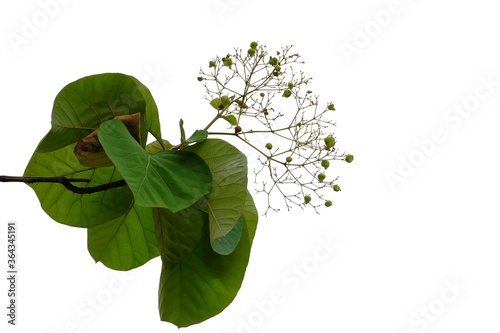 Golden teak tree leaves with branches on white isolated background for green foliage backdrop and copy space