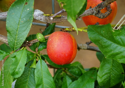 A red nectarine 'Fantasia' fruit on the tree