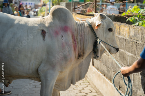 large white cow tied to his neck as a sacrificial animal.Concept of Eid Al-Adha