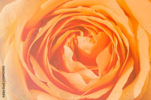 Beautiful sweet orange pastel roses flowers ,color filter soft tone for valentine background. Decoration creative and design concept