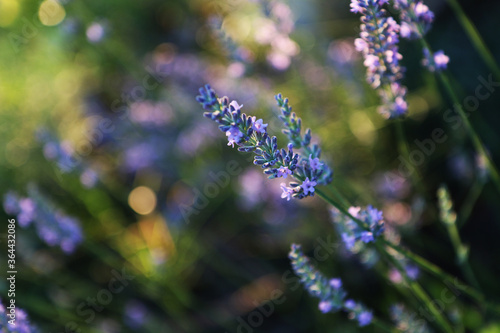 Pianta di lavanda, primo piano dei fiori dalle tonalità indaco, lilla e violetto in una giornata di tarda primavera