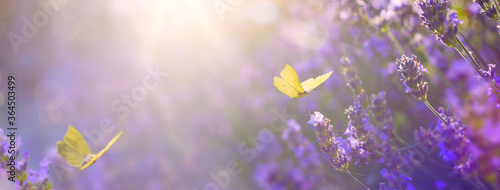 Art Summer floral landscape; beautiful summer lavender flower and fly butterfly against evening sunny sky; nature landscape background.