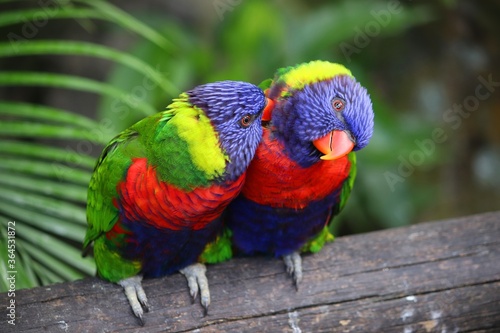 Rainbow lorikeets couple