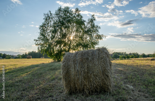 Baloty słomy na obrzeżach Drawska Pomorskiego