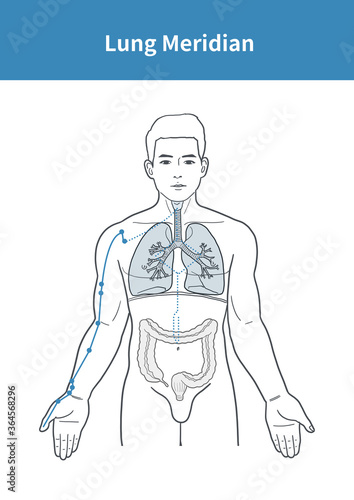 lung meridian illustration