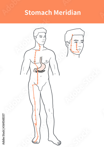 stomach meridian illustration