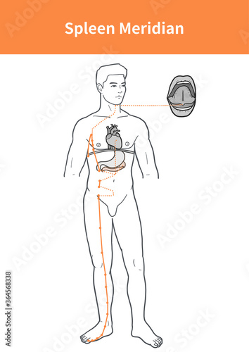 spleen meridian illustration