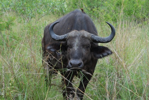 Bawół afrykański (syncerus caffer) z ptaszkiem na grzbiecie pasący sie w parku narodowym Mana Pools w Zimbabwe w Afryce