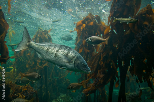 Two Oceans Aquarium, Cape Town, South Africa