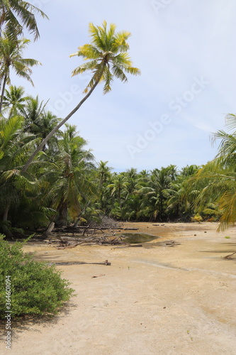 Jungle et plage à Rangiroa, Polynésie française 