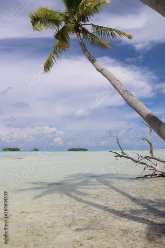 Palmier sur une plage paradisiaque à Rangiroa, Polynésie française