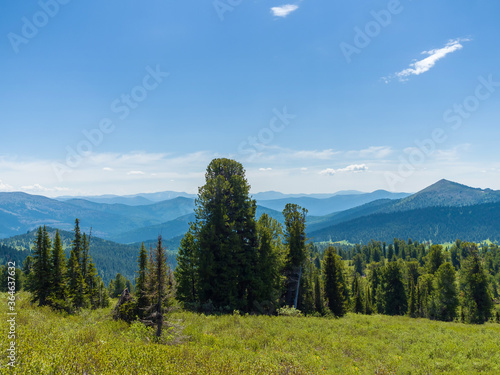 Cedars grow on the slopes of the Siberian Sayan mountains. Wildlife panorama. Sunny summer day