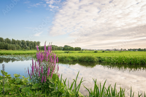 Clouds are invading the sky over the green dutch polder landscape. Beautiful purple flowers grow along the waterside.