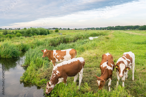 Cows are drinking from a ditch filled with water in the dutch polder landscape