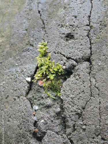 Photograph of moss and cracked concrete. Fotografia zielonego mchu na betonie.