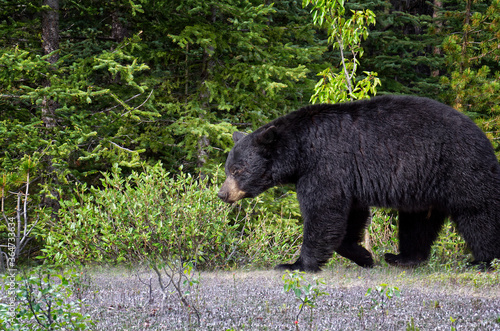 A black bear walks through the bushes. Coniferous forest in the background. Canadian Rockies, Jasper National Park, Canada