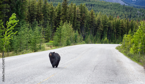 A black bear walks along an asphalt road. Coniferous forest in the background. Canadian Rockies, Jasper National Park, Canada