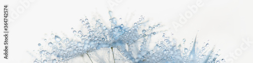 Beautiful dew drops on dandelion seed macro. Beautiful soft light background. Water drops on parachutes dandelion. Copy space. soft focus on water droplets. Macro nature. banner