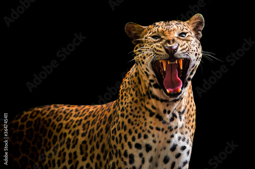A roaring leopard looks fierce on a black background.