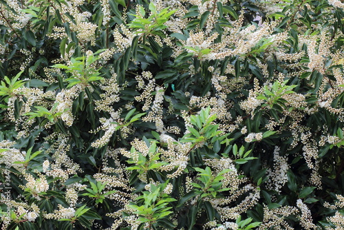 Blossom of prunus lusitanica Angustifolia, called also Portuguese laurel in the spring garden. White flowering tree.