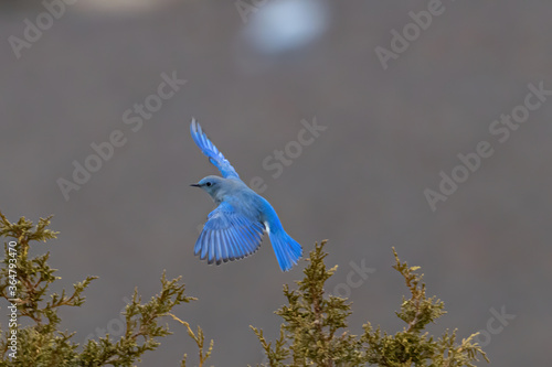 Mountain Bluebird in flight full spread