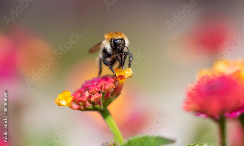 Close up view of a bee gathering nectar on a yellow and pink flower. Isolated on a nice blurred bokeh background.