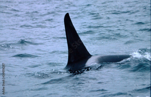 Orca dorsal fine descending