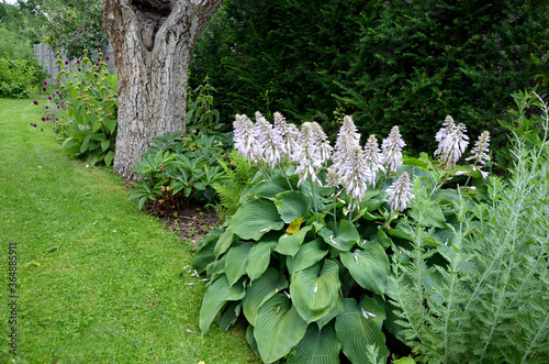 Hosta tardiana halcyon garden flower with giant leaves with gray green color just blooming white flowers.