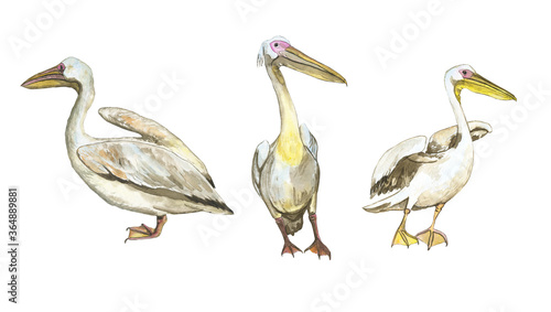 Three pelican birds isolated on white background. Watercolor realistic hand drawing illustration of Pelecanus rufescens. Collection tropic white bird.