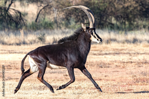 Sable antelope