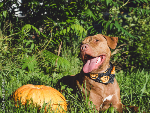 Sweet puppy of chocolate color on the grass on a sunny morning and pumpkin. Close-up, outdoors. Concept of care, education, obedience training and raising of pets