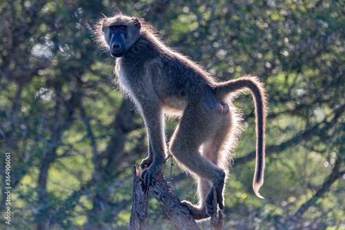 Baboon Backlit