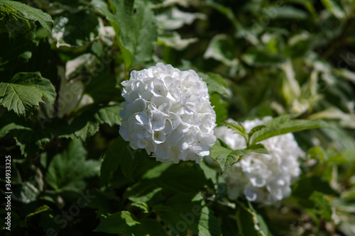 A Guelder Rose with a flower in the foreground.