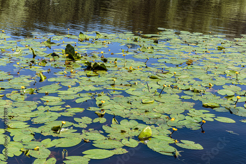 Water lilies blooming in the city pond.