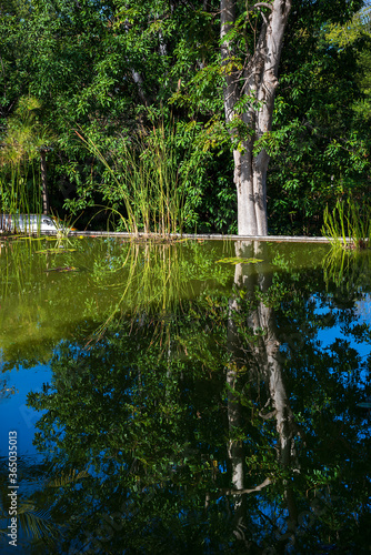 relaxing water pond in botanic garden