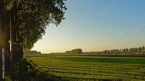 Farmland in the Flemish countryside in colorful evening light after sunset, with trees with long shadows 