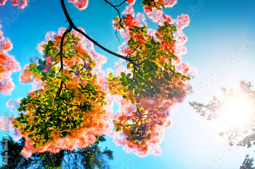 blossom flower on tree branch against blue sky background. Pink european smoketree (cotinus coggygria) flowers. Top flat lay view