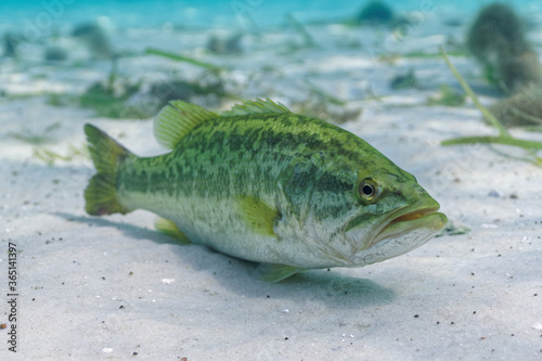 A large Largemouth Bass rests on the sandy bottom of a central Florida spring. Three-quarter view.