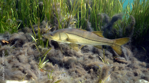 A wild Snook (Centropomus undecimalis) moves past an eel grass bed searching for prey. Snook are highly prized game fish in Florida, and make excellent table fare.