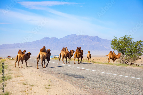 Bactrian camels (Camelus bactrianus), crossing the road in dried steppe in Central Asia with mountains in the background, Kazakhstan