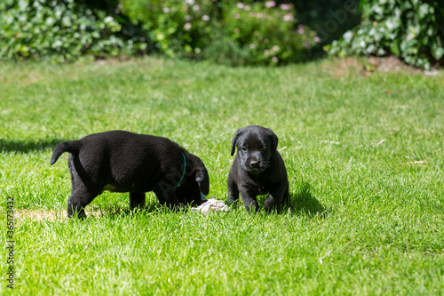 Dwa czarne szczeniaki labrador retriever bawią się na zielonej trawie