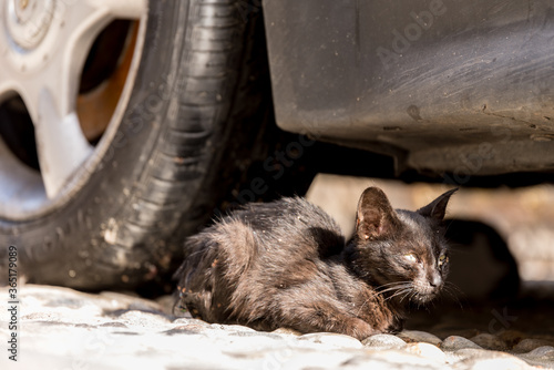 Streunende Katze sucht Unterschlupf