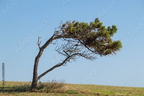 Small pine tree growing bent over by high winds on a hill side